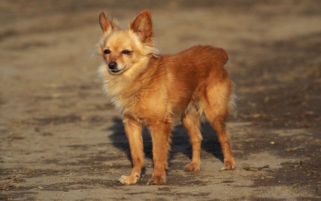 Обои картинки фото животные, собаки, рыжик