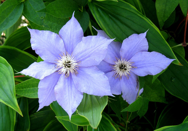 Обои картинки фото цветы, клематис, ломонос, сиреневый, лепестки