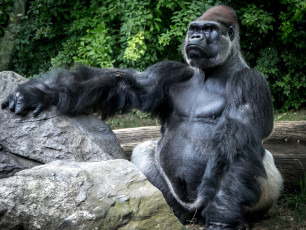 Картинка животные обезьяны кинг-конг горилла