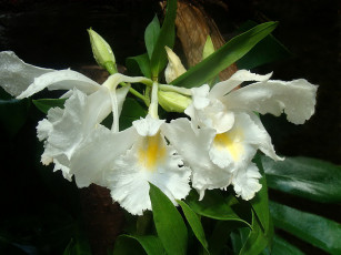 Картинка цветы орхидеи