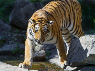 Картинка животные тигры полосатый хищник