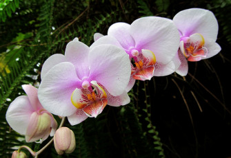 Картинка цветы орхидеи розовый ветка