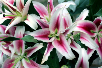 Картинка цветы лилии лилейники лепестки много