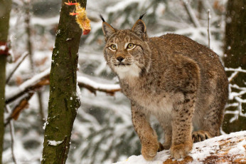 Картинка животные рыси кошка снег
