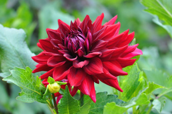 Картинка цветы георгины красный