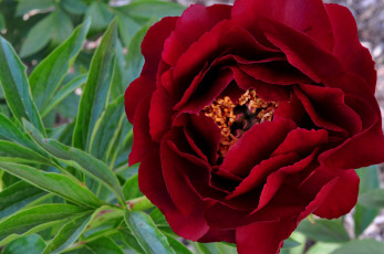 Картинка цветы пионы макро бордовый