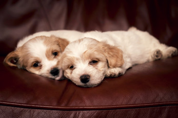 Картинка животные собаки щенки