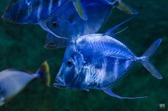 Картинка животные рыбы пираньи