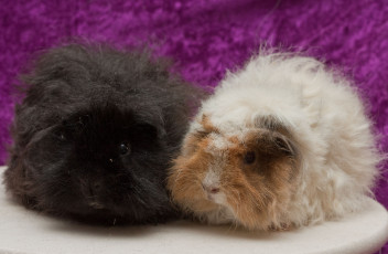 Картинка животные морские свинки хомяки шерсть комки