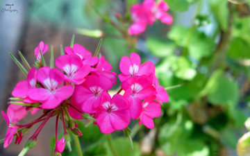 Картинка цветы герань розовый