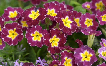 Картинка цветы примулы первоцвет