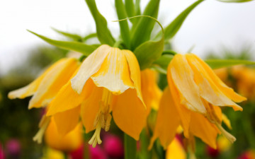 Картинка цветы рябчики желтый