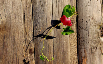 Картинка цветы вьюнки ипомеи забор вьюнок