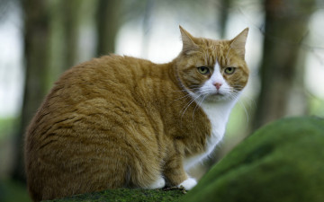 Картинка животные коты кошка взгляд фон