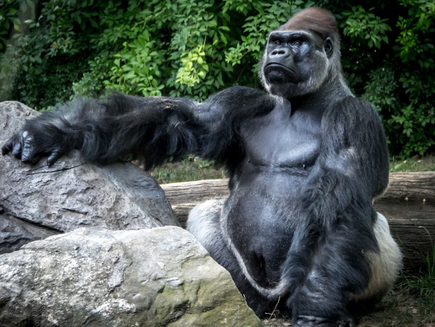 Обои картинки фото животные, обезьяны, кинг-конг, горилла