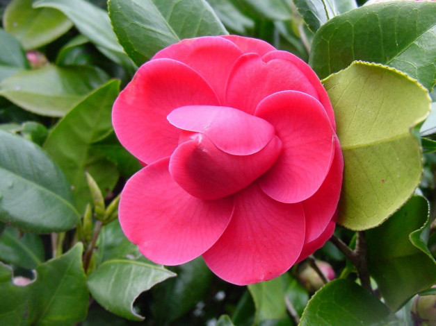 Обои картинки фото цветы, камелии, розовый