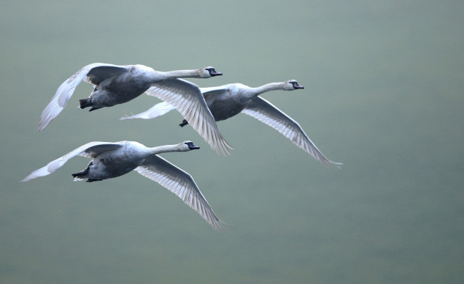 Обои картинки фото животные, лебеди, крылья, полет