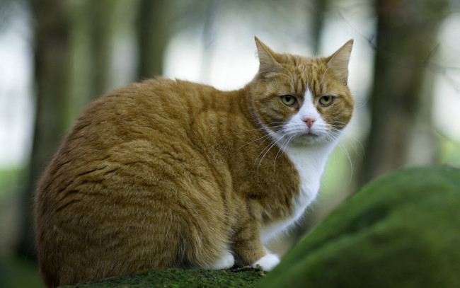 Обои картинки фото животные, коты, кошка, взгляд, фон