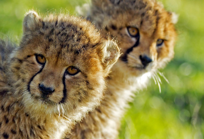 Обои картинки фото животные, гепарды, детеныши