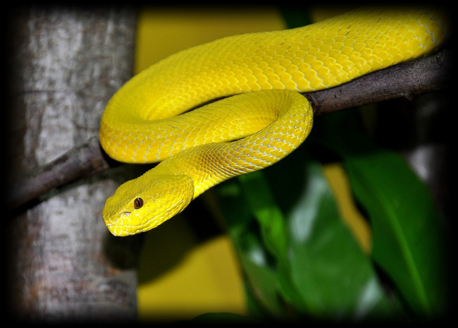 Обои картинки фото животные, змеи, питоны, кобры, питон