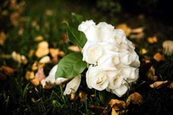 Картинка цветы розы букет листья