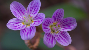 Картинка цветы луговые+ полевые +цветы природа растение лепестки