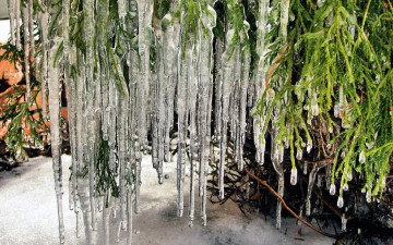 Картинка природа макро весна сосульки снег пихта ветки