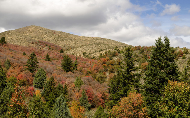 Обои картинки фото природа, пейзажи, осень, пейзаж, лес