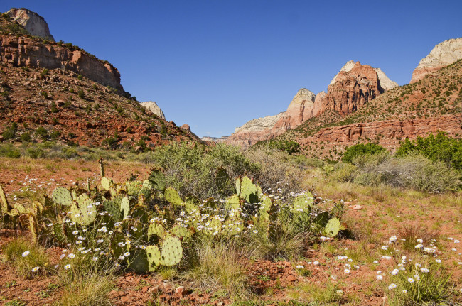 Обои картинки фото природа, горы, цветы, кактусы