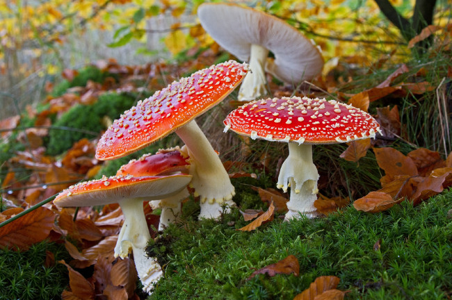 Обои картинки фото природа, грибы,  мухомор, мухоморы
