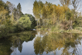 Картинка природа реки озера река лес