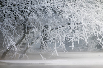 Картинка природа зима снег деревья