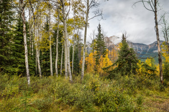 Картинка природа лес деревья