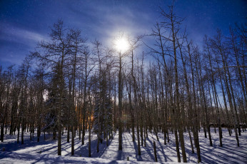 Картинка природа лес деревья