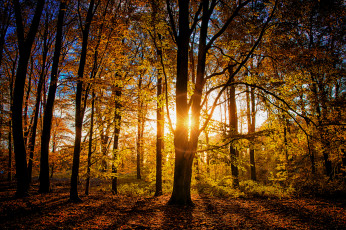 Картинка природа лес деревья