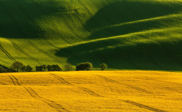 Картинка природа поля без комментариев