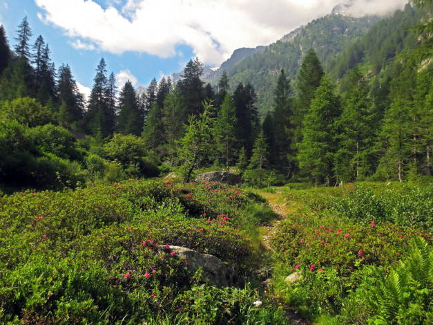 Обои картинки фото природа, лес, деревья