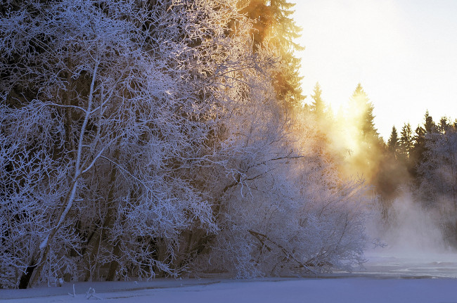 Обои картинки фото природа, зима, снег, деревья