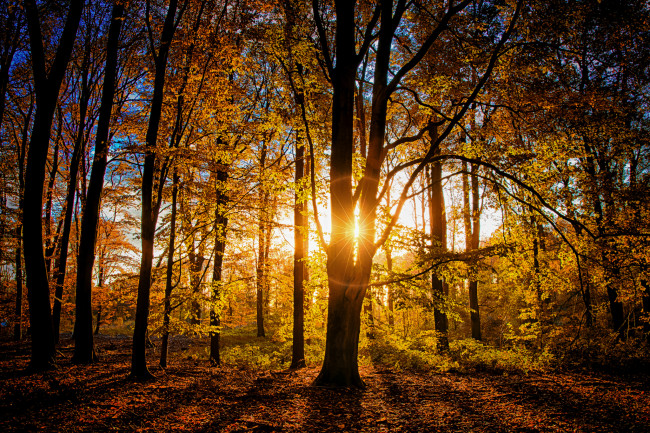 Обои картинки фото природа, лес, деревья