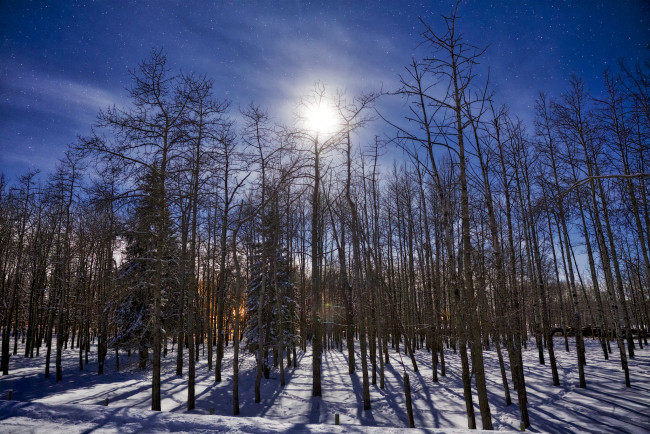 Обои картинки фото природа, лес, деревья