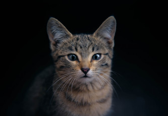 Картинка кот животные коты