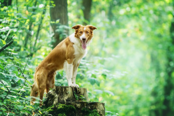 Картинка собака животные собаки