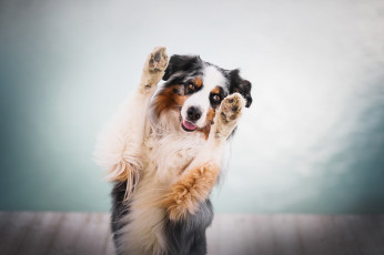 Картинка собака животные собаки