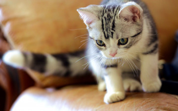 Картинка кот животные коты