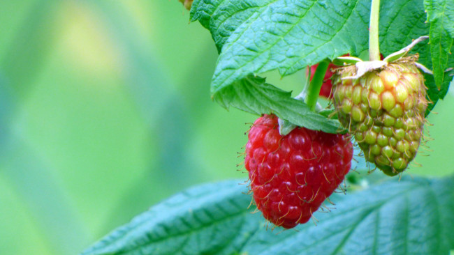 Обои картинки фото природа, Ягоды, малина