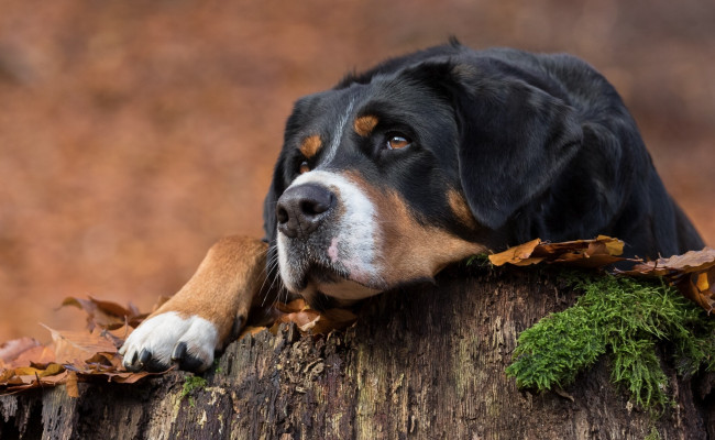 Обои картинки фото собака, животные, собаки