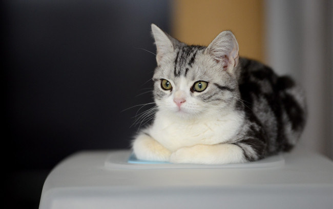 Обои картинки фото кот, животные, коты