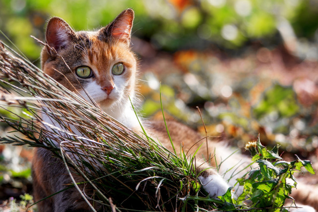 Обои картинки фото кот, животные, коты