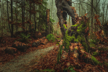 Картинка природа лес простор