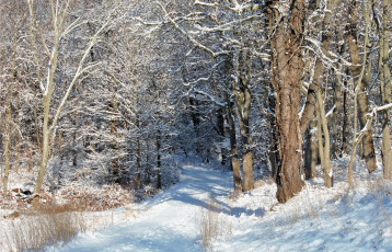 Картинка природа зима простор